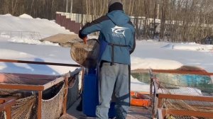 Запуск форели