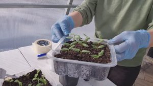 Особенности пикировки перцев и баклажанов