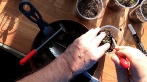 Рассада перцев 11 марта