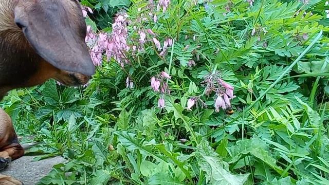 194 2021.07.03_07.53.58 Крыжовник и Маня.