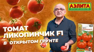 Очень ранний томат! ЛИКОПИНЧИК F1  в ОТКРЫТОМ ГРУНТЕ