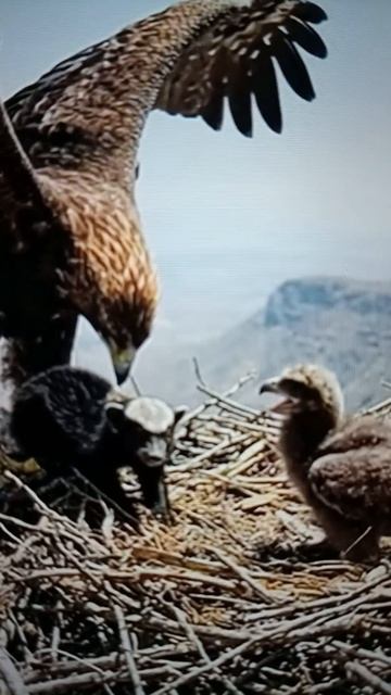 Медведь спасает птенца выпавшего из гнезда