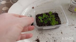 //164// Посеяла цветы, распикировала петунию.