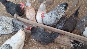 Кругом белым-бело. Зайдём в гости к моим курам.