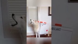 Самые смешные моменты с собаками, которые заставят вас хохотать до слёз! 🐕😂