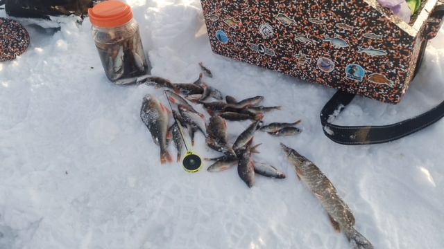 Сегодня порыбачил на Мормышку🎣 Также Жерлицы. Удалось подловить живца, также не плохих Окуней.