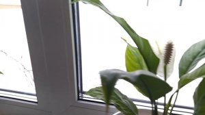 И расцвёл подснежник🍃ну не совсем подснежник🌸 Март на дворе, красота на подоконнике 🌺