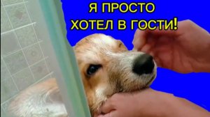Я просто хотел в гости!!! А меня искупали в кипятке! - видео от корги Коржик