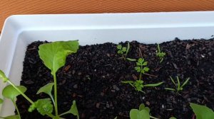 Наша терраса в Португалии 🌱🍋 Лимон, клементин, первые посадки и планы(Мы купили дом в Португалии)