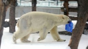 Медвежонок Стрелка во время пробежки успевает поиграть с любимой канистрой.