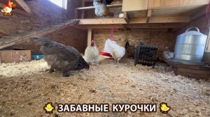 Забавные курочки несушки на сельском подворье 🤗😂😜 (122)