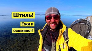 Морские ежи и осьминог! Из моря на стол!