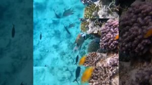 Большеротый губан (Epibulus insidiator) — удивительная морская рыба! Показал свой ротик! Park Regenc