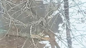 Красивый голубь. Ранняя весна. 2026_03_03_101727214