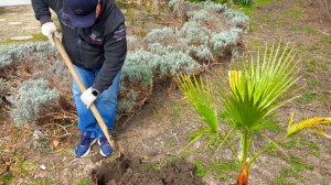 ГЕЛЕНДЖИК. САЖАЕМ МУШМУЛУ - ПАЛЬМЫ ВАШИНГТОНИИ и ДУБЫ КАМЕННЫЕ