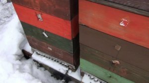 Первый  весенний осмотр пчёл