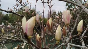 ПАРК "ЮЖНЫЕ КУЛЬТУРЫ". Адлер.Краснодарский край.Россия.28.02.2026.