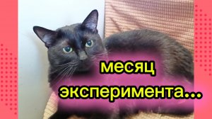 КОШКИ С ОЗВУЧКОЙ.