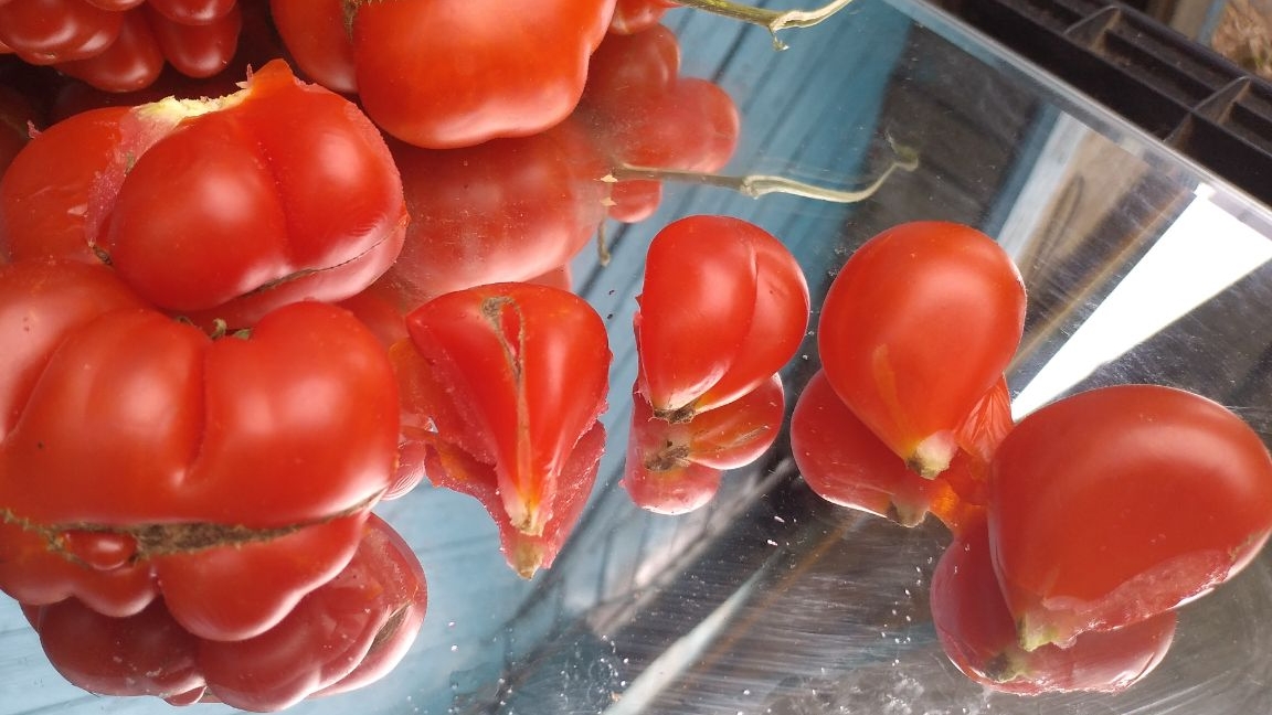 Название смешное. Задница обезьяны