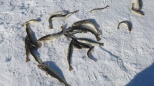 Зимняя рыбалка / отдых на море / 11 марта 2026 года