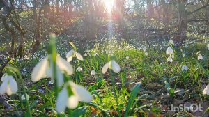 Весна в Старокрымском лесу!