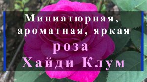 Миниатюрная, ароматная, яркая роза Хайди Клум.