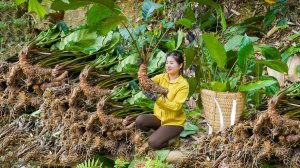 Сбор большого количества корней дикорастущего женьшеня на продажу. Уход за огуречным садом. Нхат