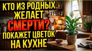 Как через месяц узнать, кто из родных желает смерти: просто посадите этот цветок в горшок на кухне