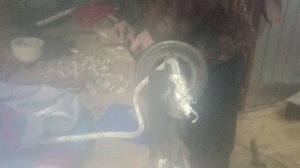 клинок номер 125, скинер свободен