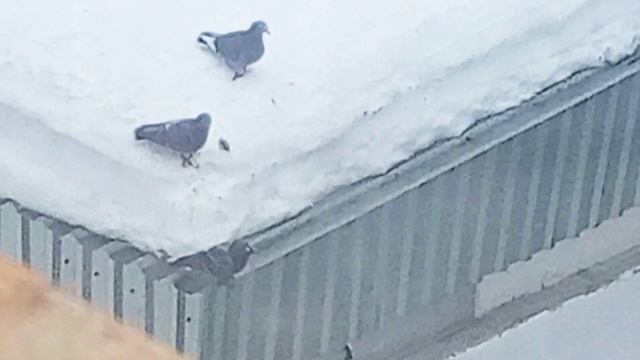 Три голубя на крыше трансформаторной будки. 2026_03_03_101429155