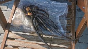 Пионы весной нельзя сажать, но очень хочется. Значит пробую. 10.03.2026 восток Ленинградской области