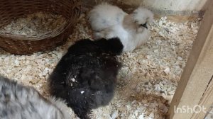 11-03-2026. Боевая курочка.🐔👍😀