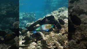 Блестящий и очаровательный риф, лучший в Шарме! Park Regency Sharm El Sheikh Resort!