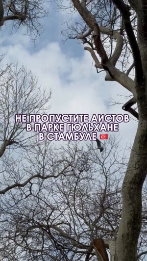 Аисты на платанах в парке Гюльхане
