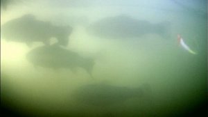 поимка форели