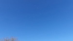 11.03.26 г. Андижанская порода голубей (2)