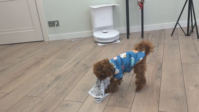 Развлекательный фильм про Шуфутинского (собака)