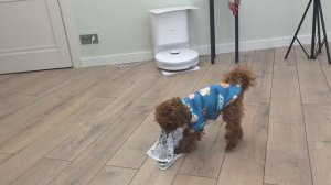 Развлекательный фильм про Шуфутинского (собака)