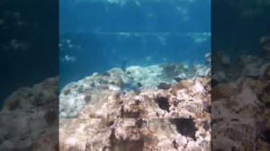 Так петух или попугай? Кто ж на свете всех милее... Park Regency Sharm El Sheikh Resort!