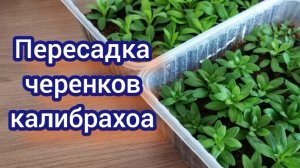 Пересаживаю черенки калибрахоа