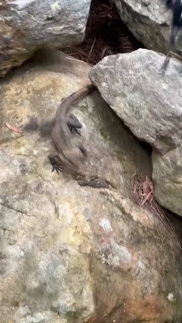 Водяные Драконы и Австралийские птицы Магпай