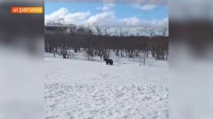 ЖИТЕЛЬ КАМЧАТКИ ПО ДОРОГЕ НА ТОЛМАЧЁВА ВСТРЕТИЛ ПРОСНУВШЕГОСЯ МЕДВЕДЯ • БЕЗ КОММЕНТАРИЕВ