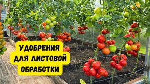 Какие удобрения подходят для листовых подкормок а какие- нет