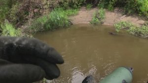 🔺️🎣СХОД 🎣🔺️fishing#туризм#природа#ловля#рыбалка#щука#ловлящуки#ночевка#Чулым#река#спиннинг