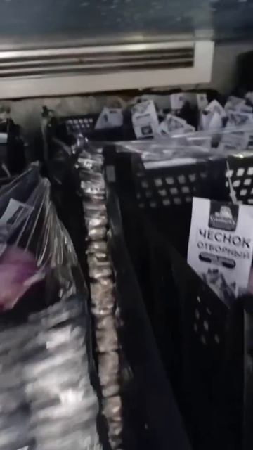 КФХ КУВАЙЦЕВ: Отгрузка чеснока