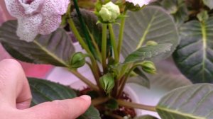 все глоксинии на бутонах девочки посмотрите на эту красоту 🙏🌿🌿🏵 #глоксиния