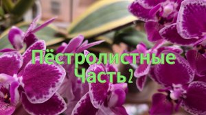 Мои пёстролистные фабрики!Пёстролистные в коллекции 2!