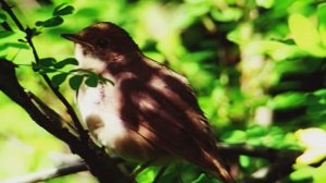 Звук природы. Птицы. Соловей поет у лесного озера