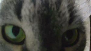 Барсик предпенсионер