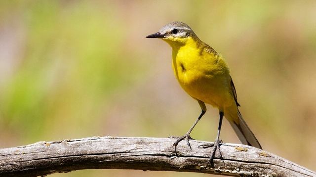 Звук природы. Птицы. Трясогузка жёлтая на болоте поёт
